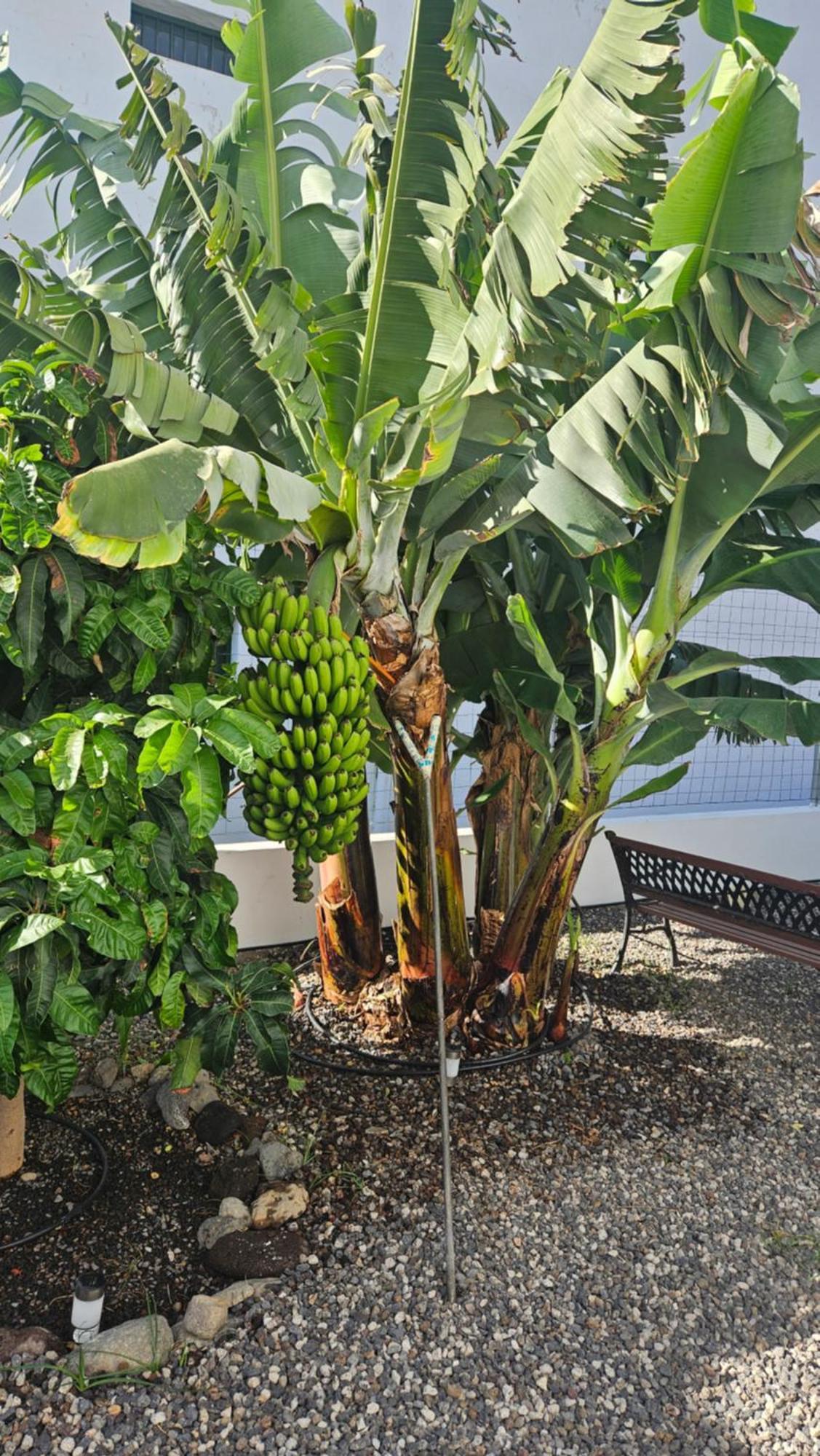 Casa Tina Villa Guimar Ngoại thất bức ảnh
